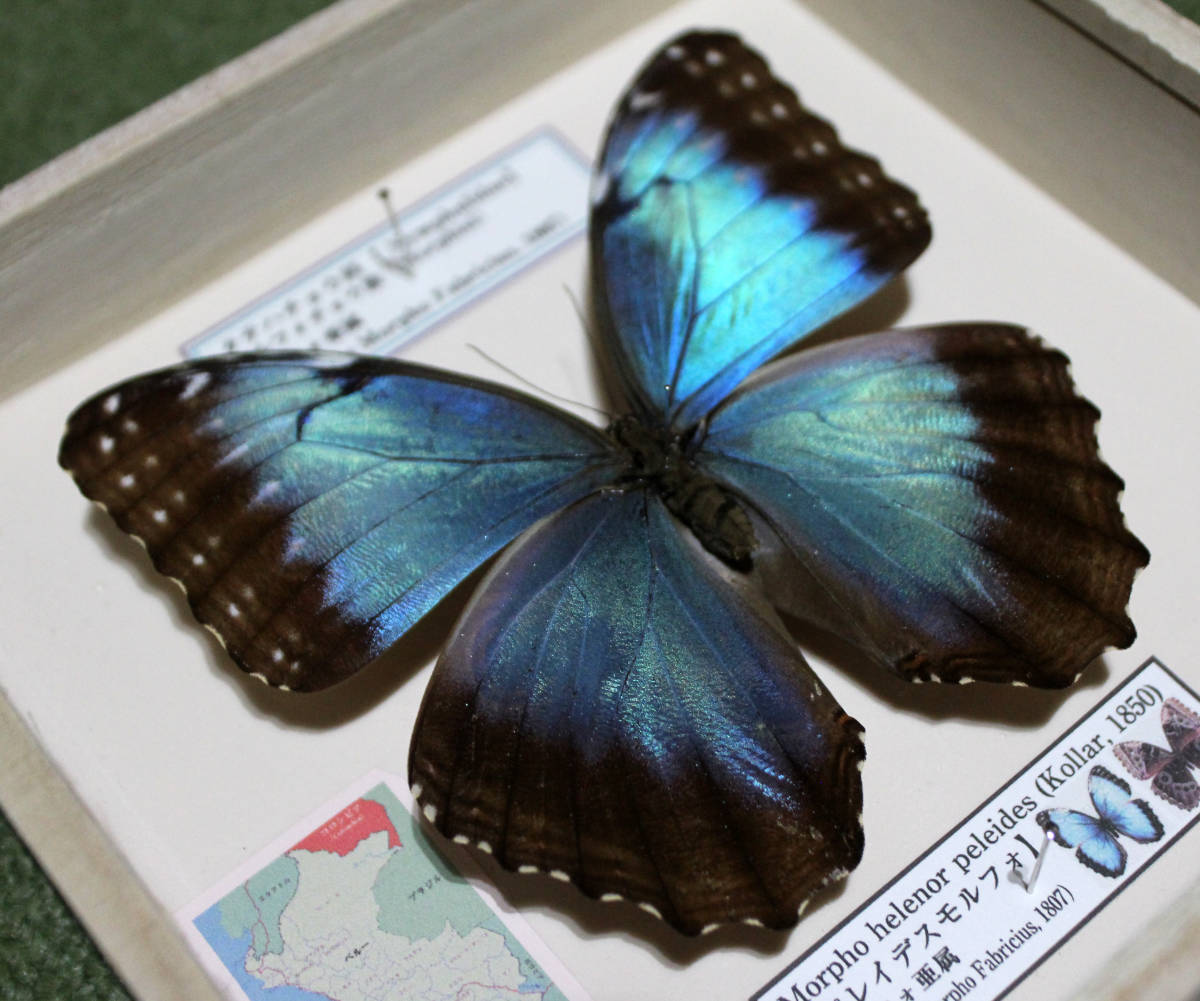 蝶標本 ペレイデスモルフォチョウ 科学 自然 売買されたオークション情報 Yahooの商品情報をアーカイブ公開 オークファン Aucfan Com