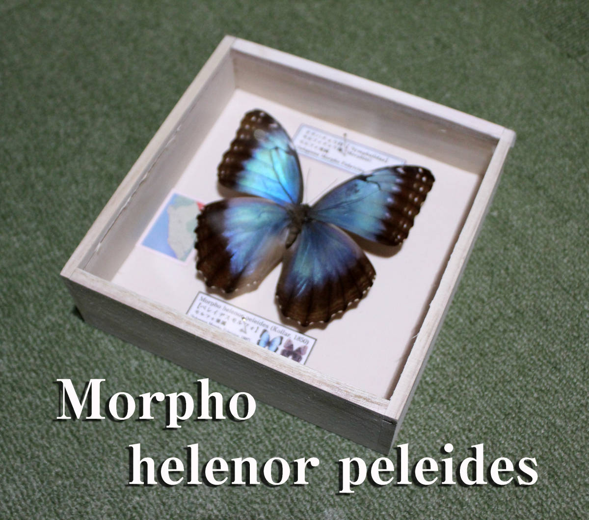 蝶標本 ペレイデスモルフォチョウ 科学 自然 売買されたオークション情報 Yahooの商品情報をアーカイブ公開 オークファン Aucfan Com