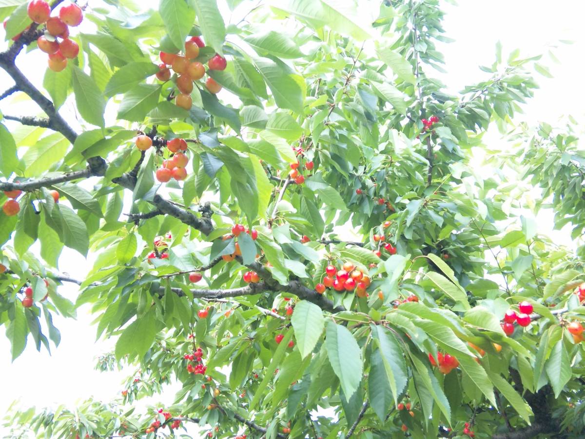 定番人気，新作登場 山形産 さくらんぼ 佐藤錦 秀品ＬＬ Ｍ 2kｇバラ箱(さくらんぼ)｜売買されたオークション情報、yahooの商品情報をアーカイブ公開 - オークファン さくらんぼ