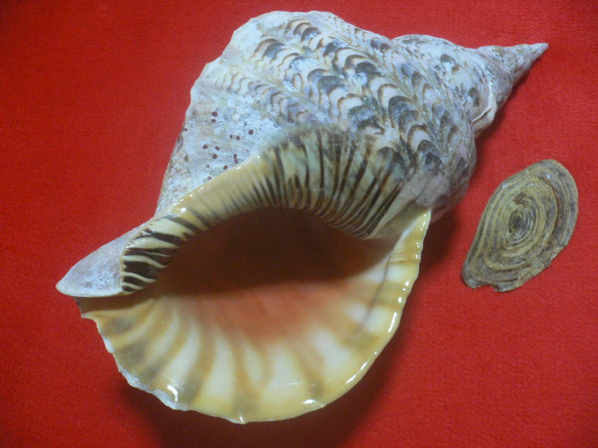 ☆沖縄の法螺貝☆No5☆ほら貝☆ホラガイ☆38.5cm・1270g☆蓋付き☆送料