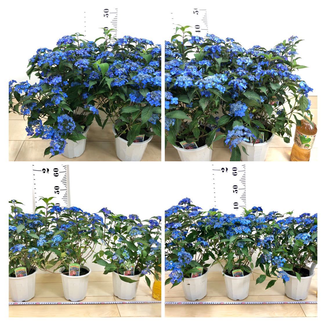 山あじさい 七変化 6鉢セット 4 5号 ヤマアジサイ アジサイ 売買されたオークション情報 Yahooの商品情報をアーカイブ公開 オークファン Aucfan Com