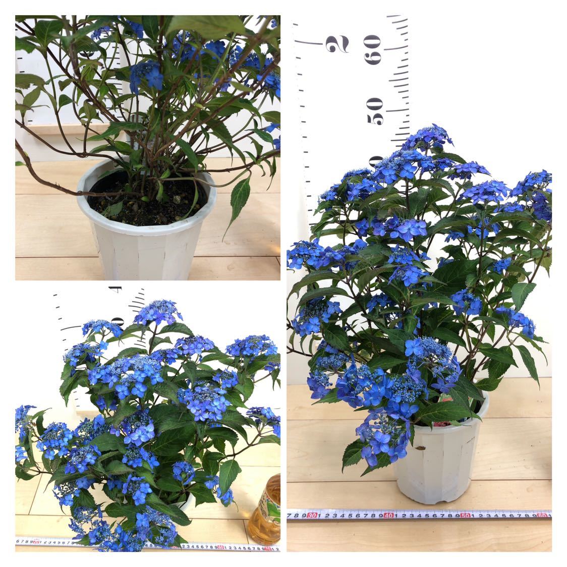 山あじさい 七変化 6鉢セット 4 5号 ヤマアジサイ アジサイ 売買されたオークション情報 Yahooの商品情報をアーカイブ公開 オークファン Aucfan Com