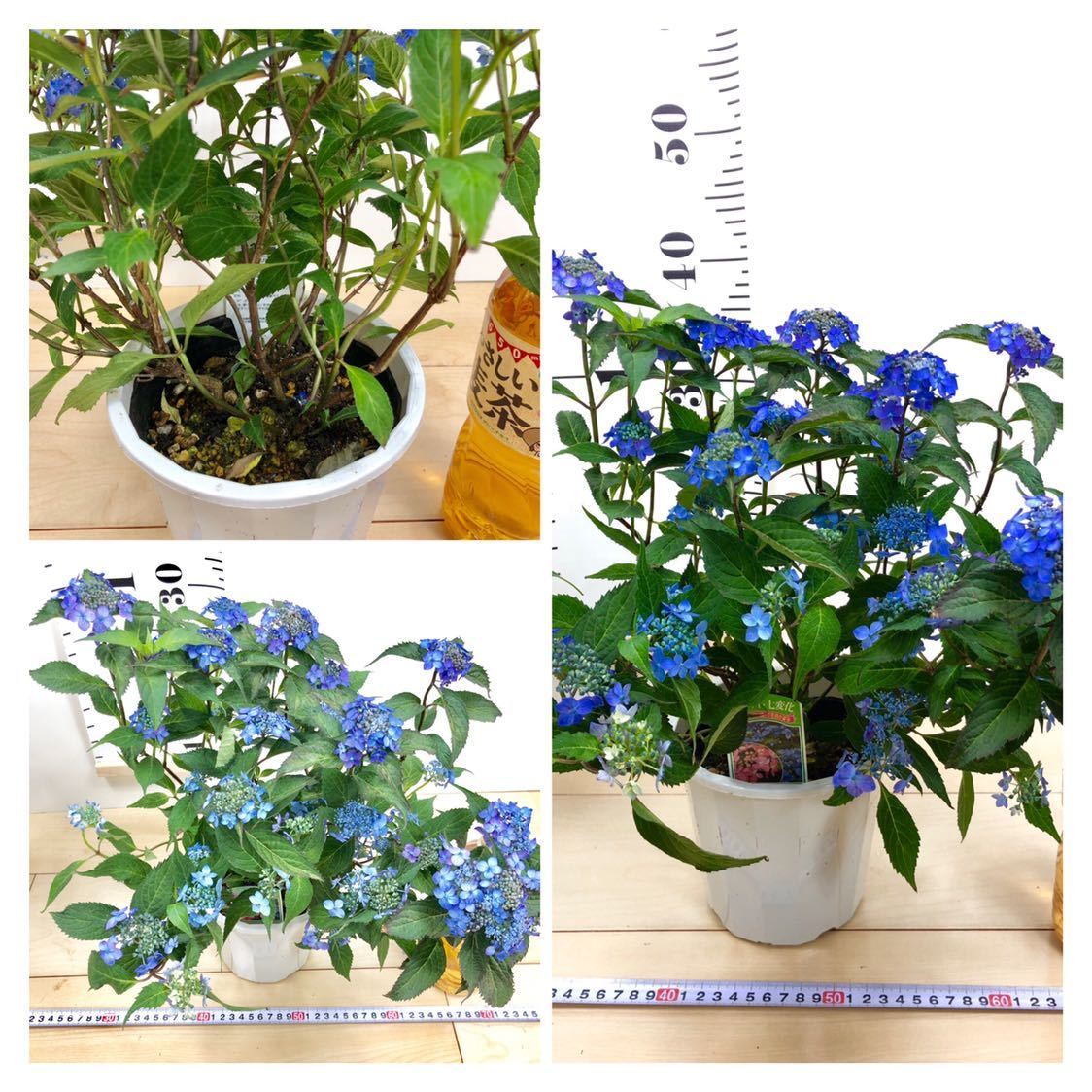 山あじさい 七変化 6鉢セット 4 5号 ヤマアジサイ アジサイ 売買されたオークション情報 Yahooの商品情報をアーカイブ公開 オークファン Aucfan Com