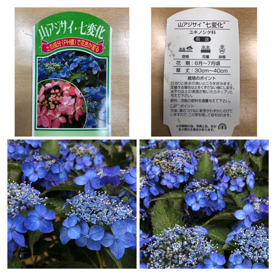 山あじさい 七変化 6鉢セット 4 5号 ヤマアジサイ アジサイ 売買されたオークション情報 Yahooの商品情報をアーカイブ公開 オークファン Aucfan Com