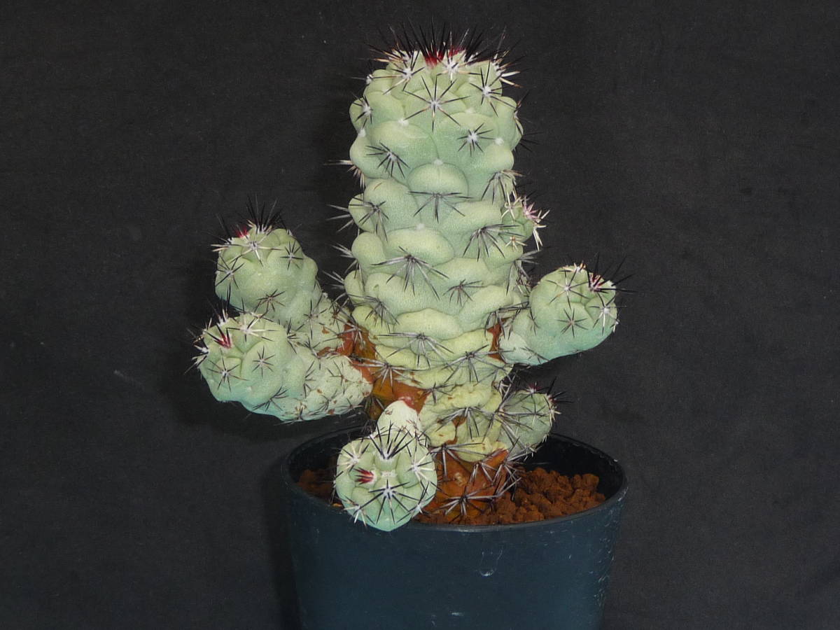 Ortegocactus マクドガリー macdougallii サボテン オルテゴカクタス 