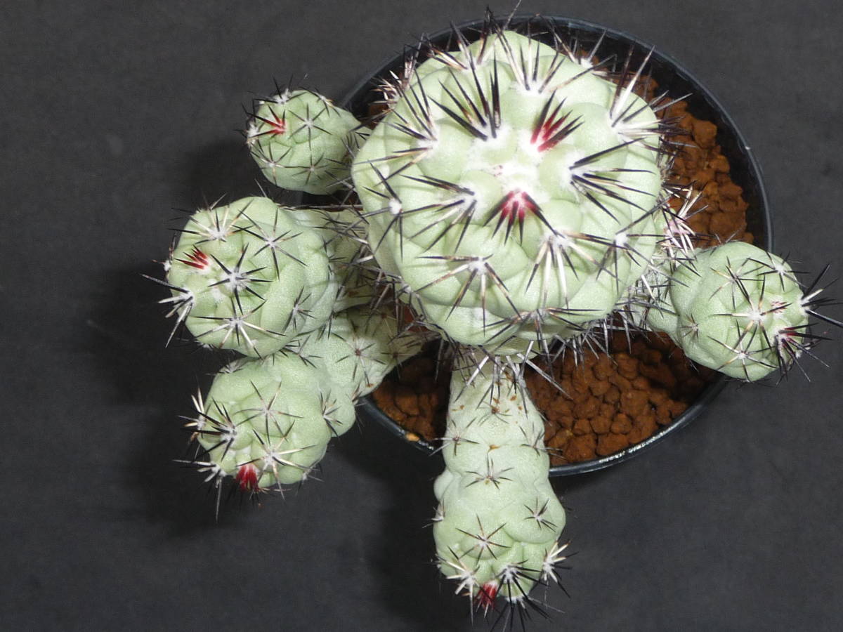 Ortegocactus マクドガリー macdougallii サボテン オルテゴカクタス 