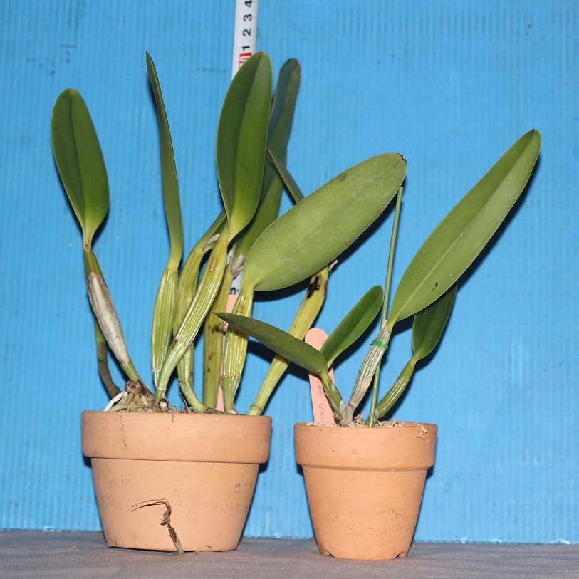 洋蘭 原種 カトレア C. lueddemanniana rubra 原種 洋蘭 lueddemanniana カトレア coerulea C. Yahoo!オークション