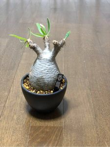 BOTANIZEのYahoo!オークション(旧ヤフオク!)の相場・価格を見る｜Yahoo