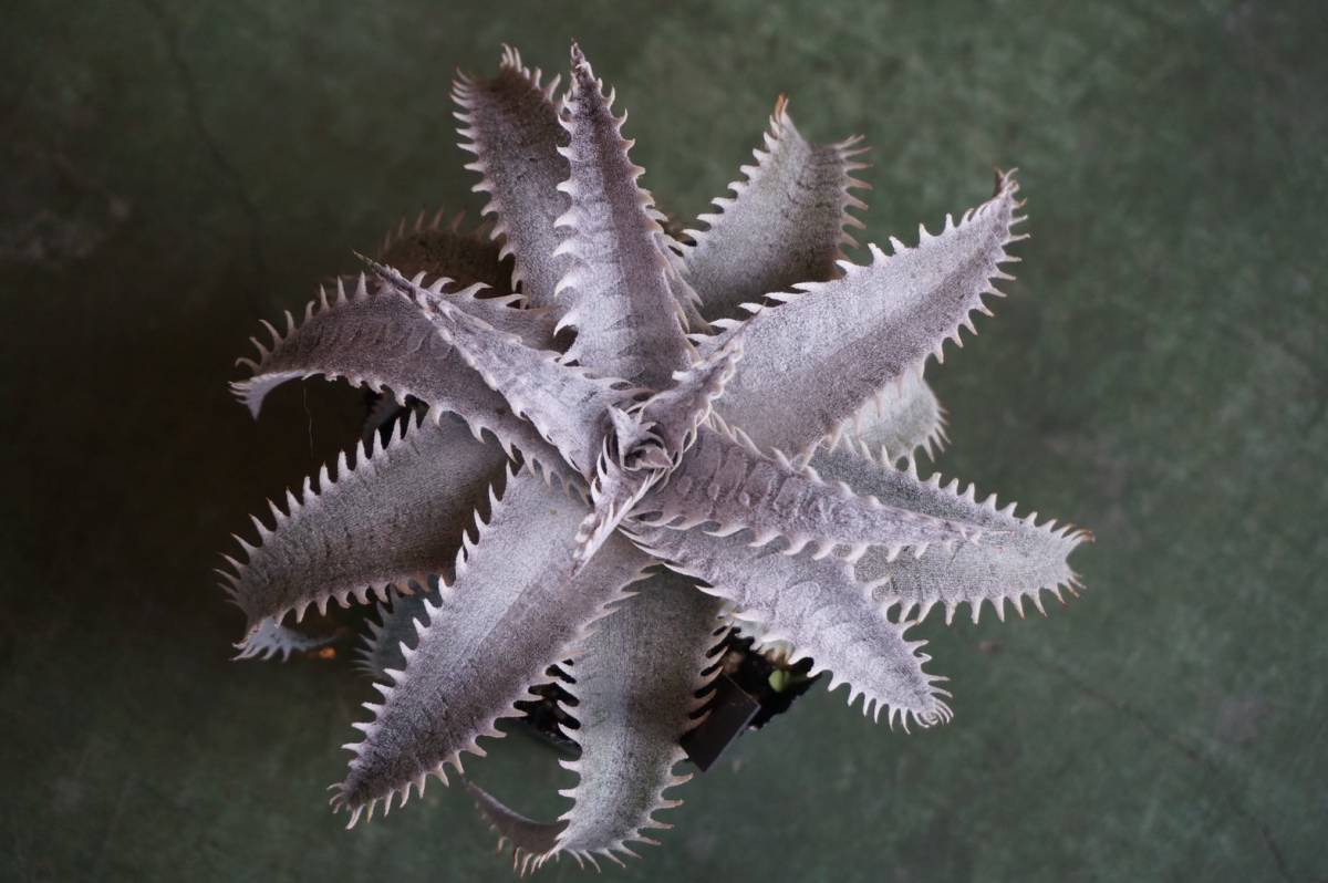驚きの破格値，品質保証 Dyckia marnier-lapostollei Large form X 'Snowstorm' ディッキア(アナナス)｜売買されたオークション情報、yahooの商品情報をアーカイブ公開 - オークファン アナナス