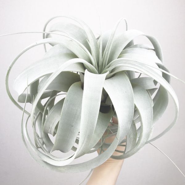 【T1760】 美株！！ キセログラフィカ Lサイズ Tillandsia エアプランツ エアープランツ ティランジア チランジア