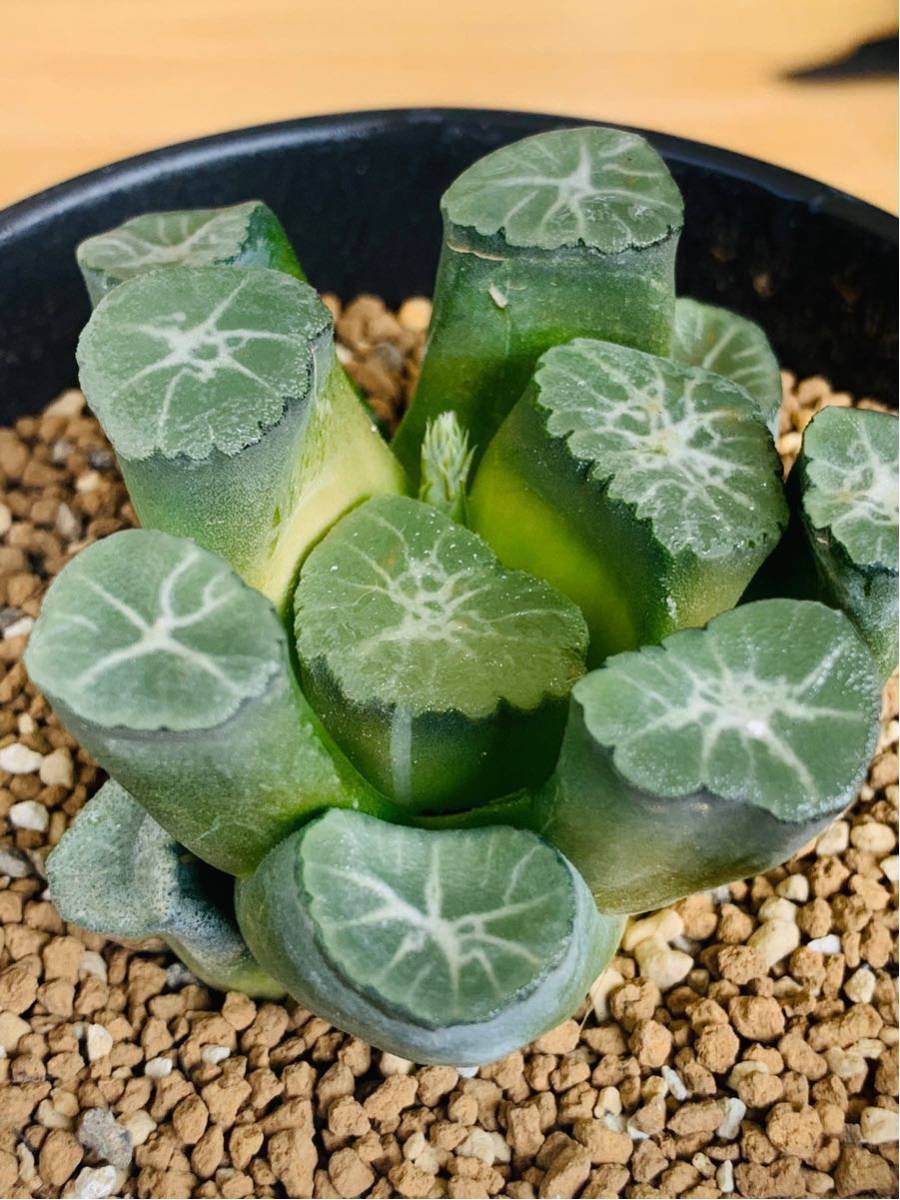 ハオルチア 大吉万象 大窓
