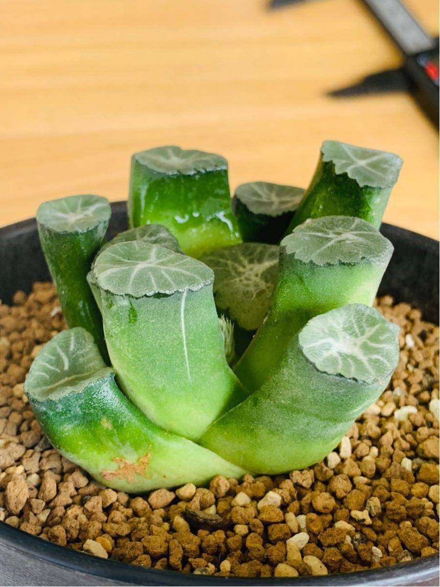 ハオルチア 大吉万象 大窓