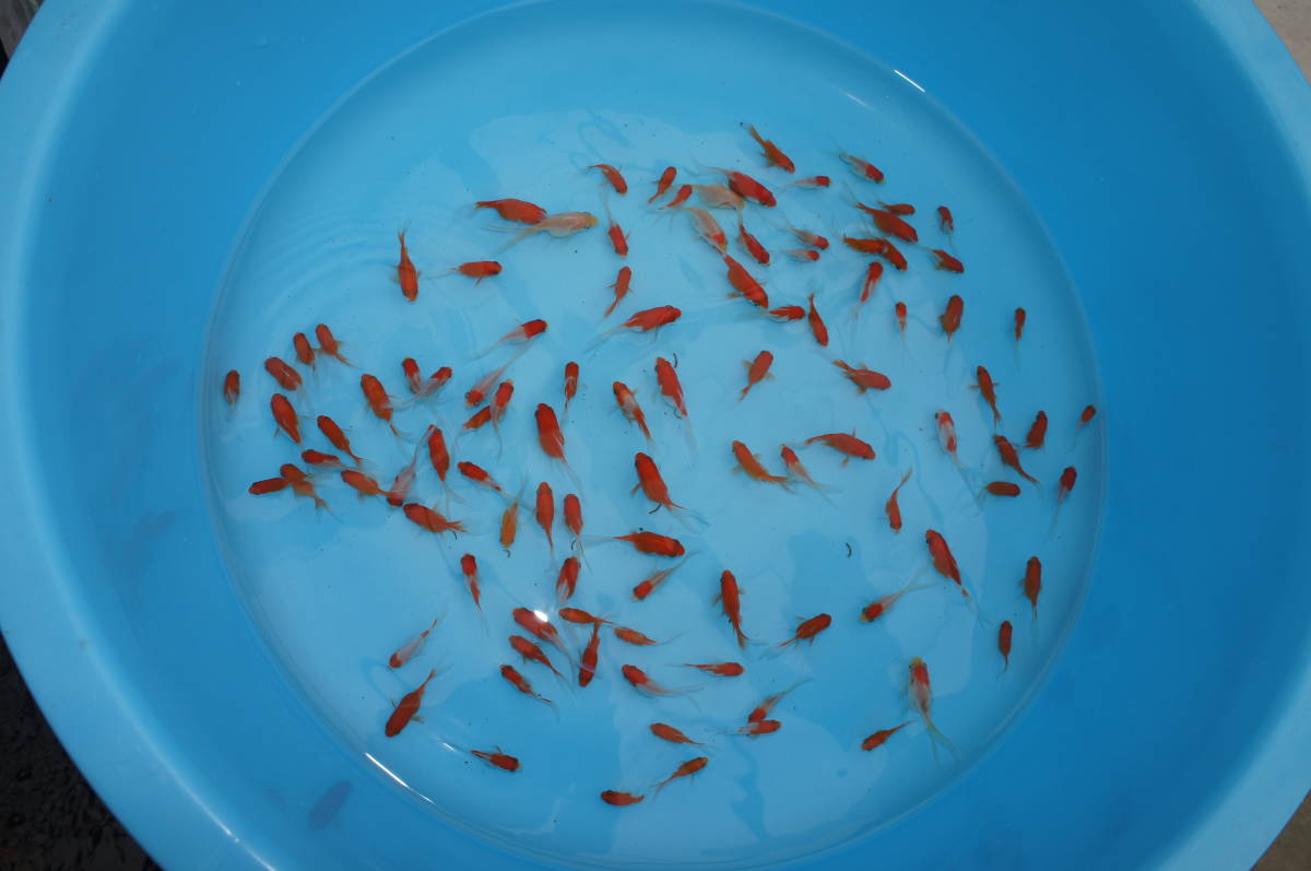 9 4 新潟産 玉サバ 100匹 2 前後 餌 生餌 お祭り 金魚すくい にも 金魚 売買されたオークション情報 Yahooの商品情報をアーカイブ公開 オークファン Aucfan Com 9 4 新潟産 玉サバ 100匹 2 前後 餌 生餌 お祭り 金魚すくい にも 金魚 売買されたオークション情報 Yahooの商品情報をアーカイブ公開 オークファン Aucfan Com