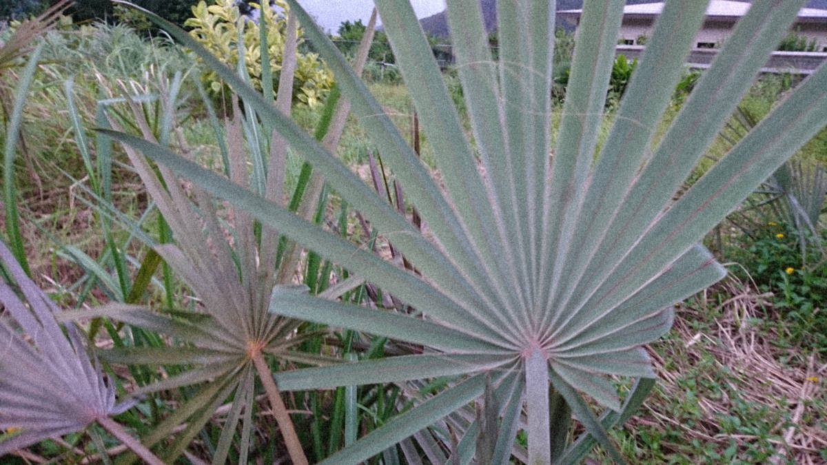 ビスマルキア ノビリス シルバー 露地植え個体 高さ140cm ヤシ 【公式