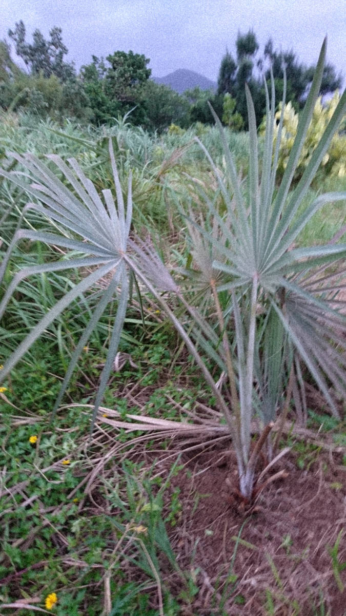 ビスマルキア ノビリス シルバー 露地植え個体 高さ140cm ヤシ 【公式