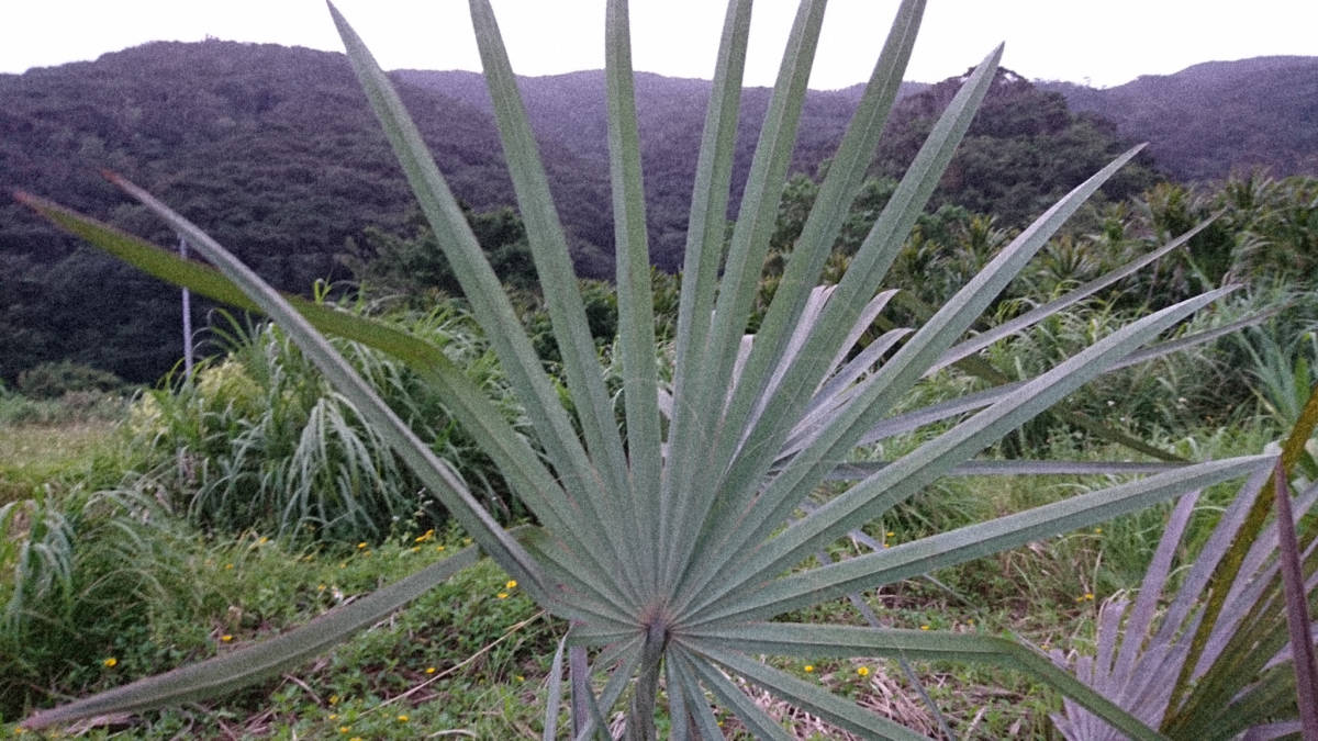 ビスマルキア ノビリス シルバー 露地植え個体 高さ140cm ヤシ 【公式
