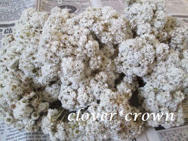 C*C お買い得 ヤマハハコ 母子草 500本 ドライフラワー ボタニカルアート 植物標本 ハーバリウム 封入用④