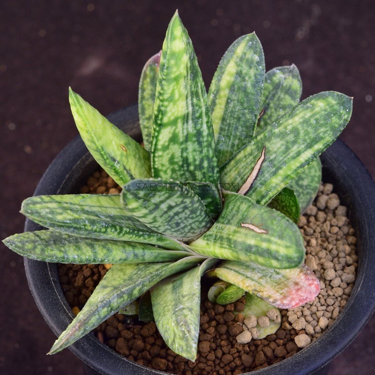 ガステリア バテシアナB型錦 多肉植物　サボテン