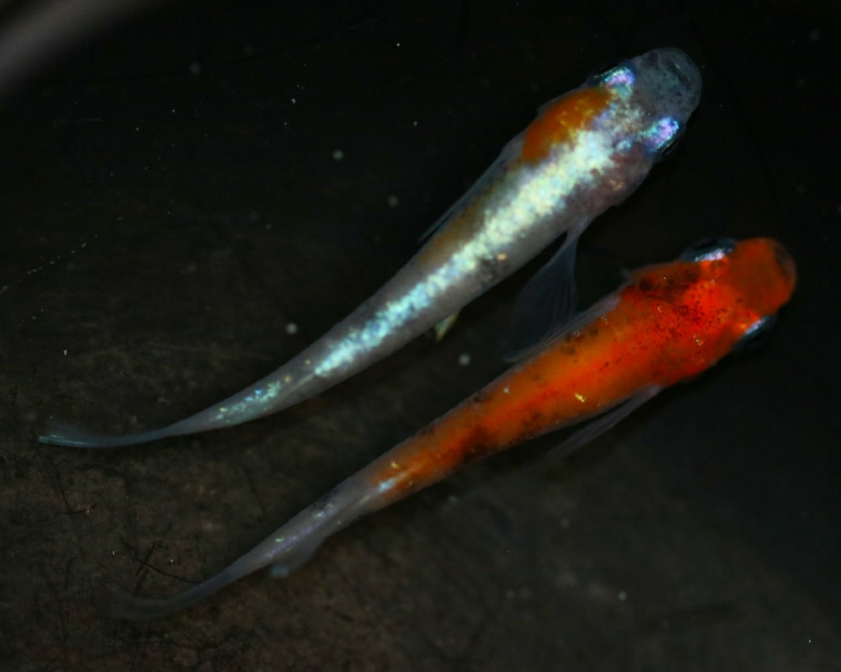 《広島めだかの里》雅系三色体外光 1ペア☆ めだか☆ ２ペア＋メス１ 王華メダカ ＜GPメダカ＞ ☆1ペア☆ 新品《広島めだかの里》雅三色ラメ体外光 0