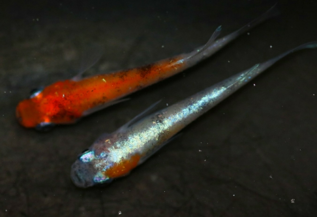 《広島めだかの里》雅系三色体外光 1ペア☆ めだか☆ ２ペア＋メス１ 王華メダカ ＜GPメダカ＞ ☆1ペア☆ 新品《広島めだかの里》雅三色ラメ体外光 0