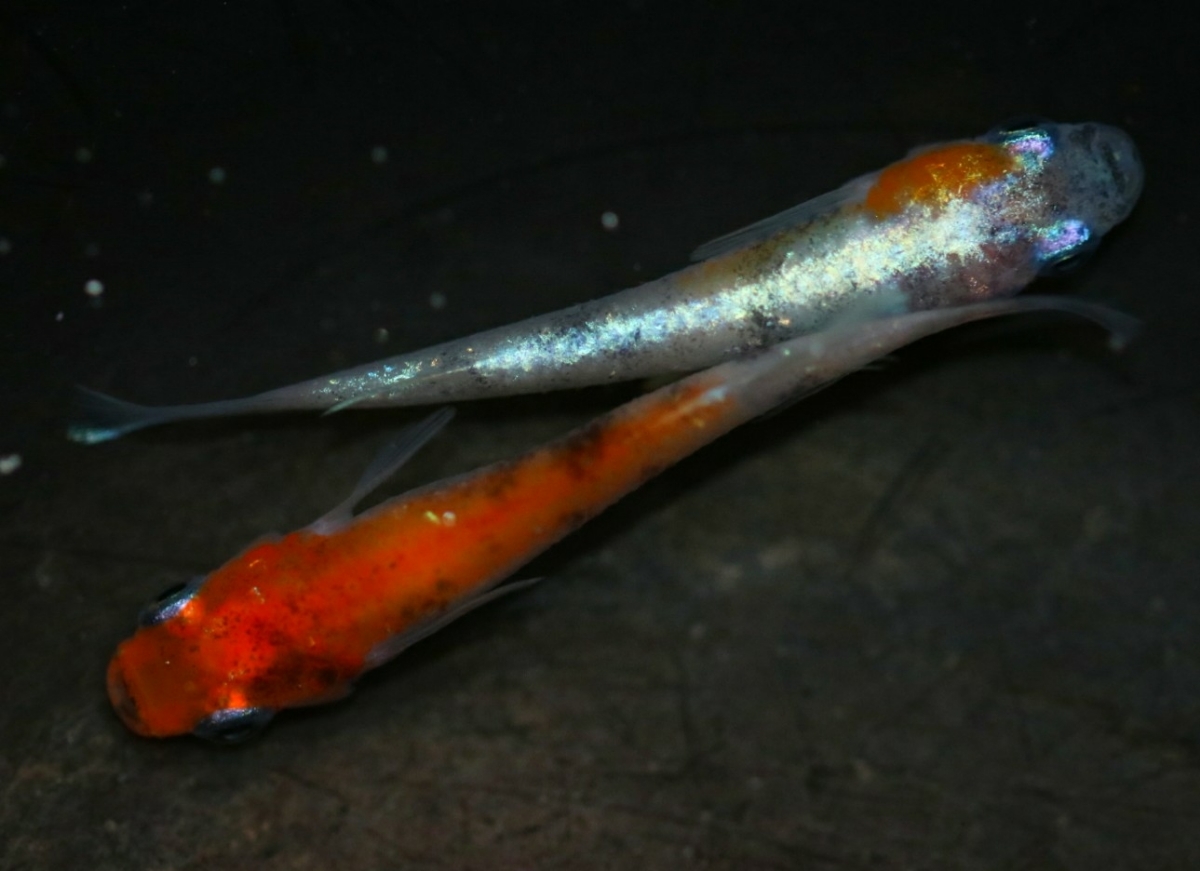 《広島めだかの里》雅系三色体外光 1ペア☆ めだか☆ ２ペア＋メス１ 王華メダカ ＜GPメダカ＞ ☆1ペア☆ 新品《広島めだかの里》雅三色ラメ体外光 0