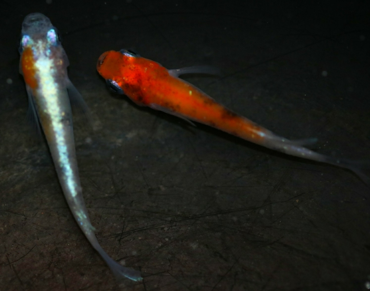 《広島めだかの里》雅系三色体外光 1ペア☆ めだか☆ ２ペア＋メス１ 王華メダカ ＜GPメダカ＞ ☆1ペア☆ 新品《広島めだかの里》雅三色ラメ体外光 0