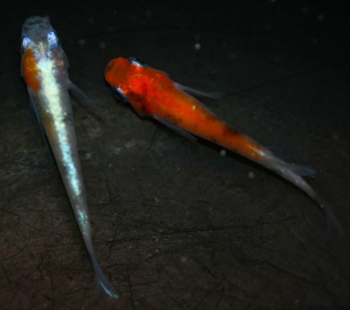 《広島めだかの里》雅系三色体外光 1ペア☆ めだか☆ ２ペア＋メス１ 王華メダカ ＜GPメダカ＞ ☆1ペア☆ 新品《広島めだかの里》雅三色ラメ体外光 0