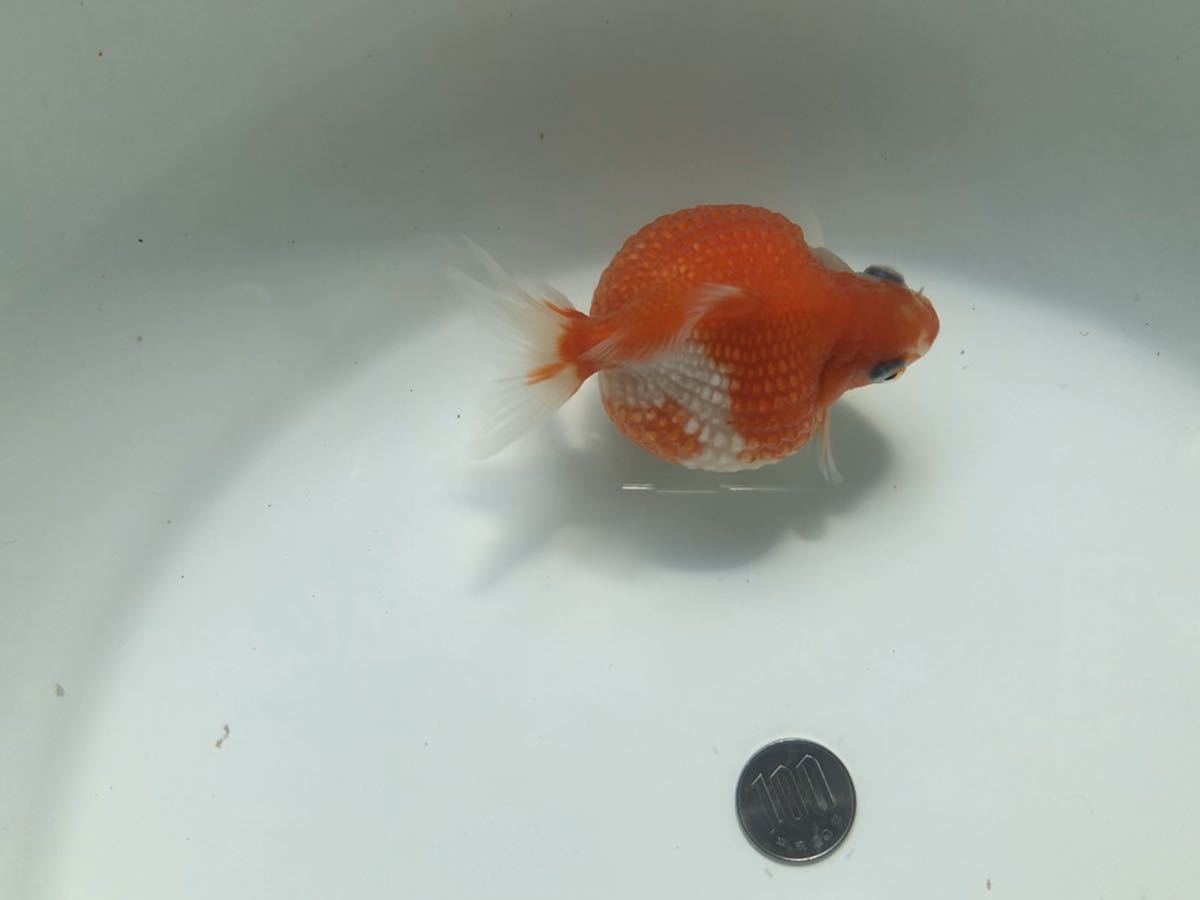 激安大特価，最新作 ７ 国産 ピンポンパール 弐歳魚(金魚)｜売買されたオークション情報、yahooの商品情報をアーカイブ公開 - オークファン その他