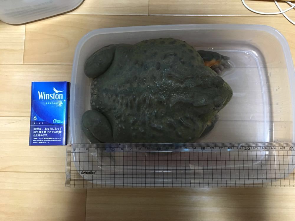 アフリカウシガエル Cb 飼い込み個体 カエル 売買されたオークション情報 Yahooの商品情報をアーカイブ公開 オークファン Aucfan Com