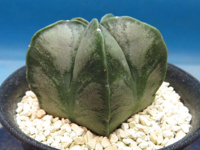 サボテン 多肉植物 127 アストロフィツム ランポーアンドロメダ 観葉