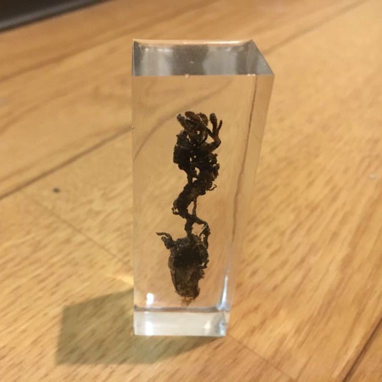 学術標本 冬虫夏草 押花 押し花 キノコ きのこ 樹脂標本 樹脂封入標本