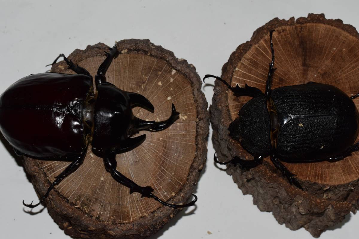 アクティオンゾウカブト　♂99（B品）　♀76　ペア　_1