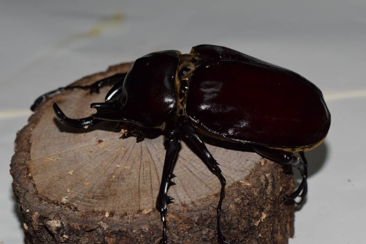 アクティオンゾウカブト　♂99（B品）　♀76　ペア　_2