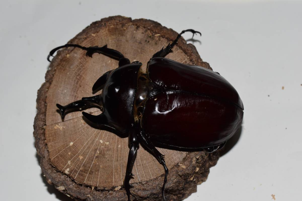 アクティオンゾウカブト　♂99（B品）　♀76　ペア　_3