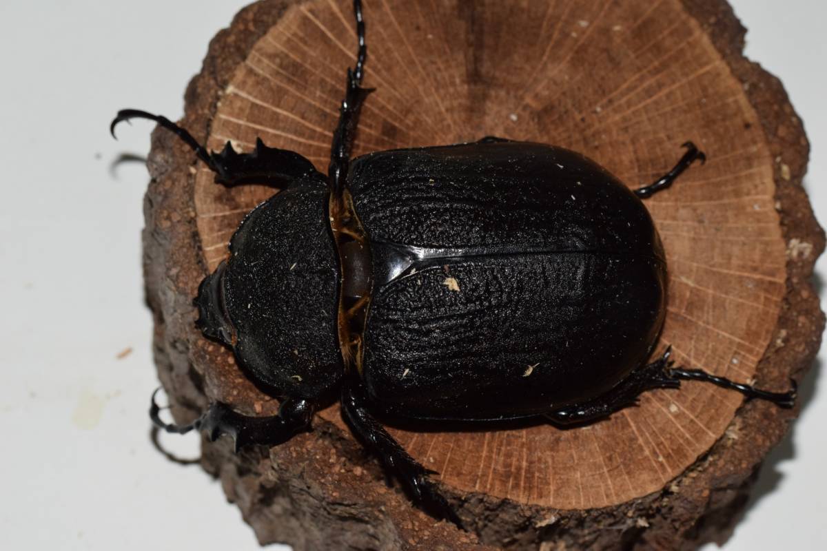 アクティオンゾウカブト　♂99（B品）　♀76　ペア　_6