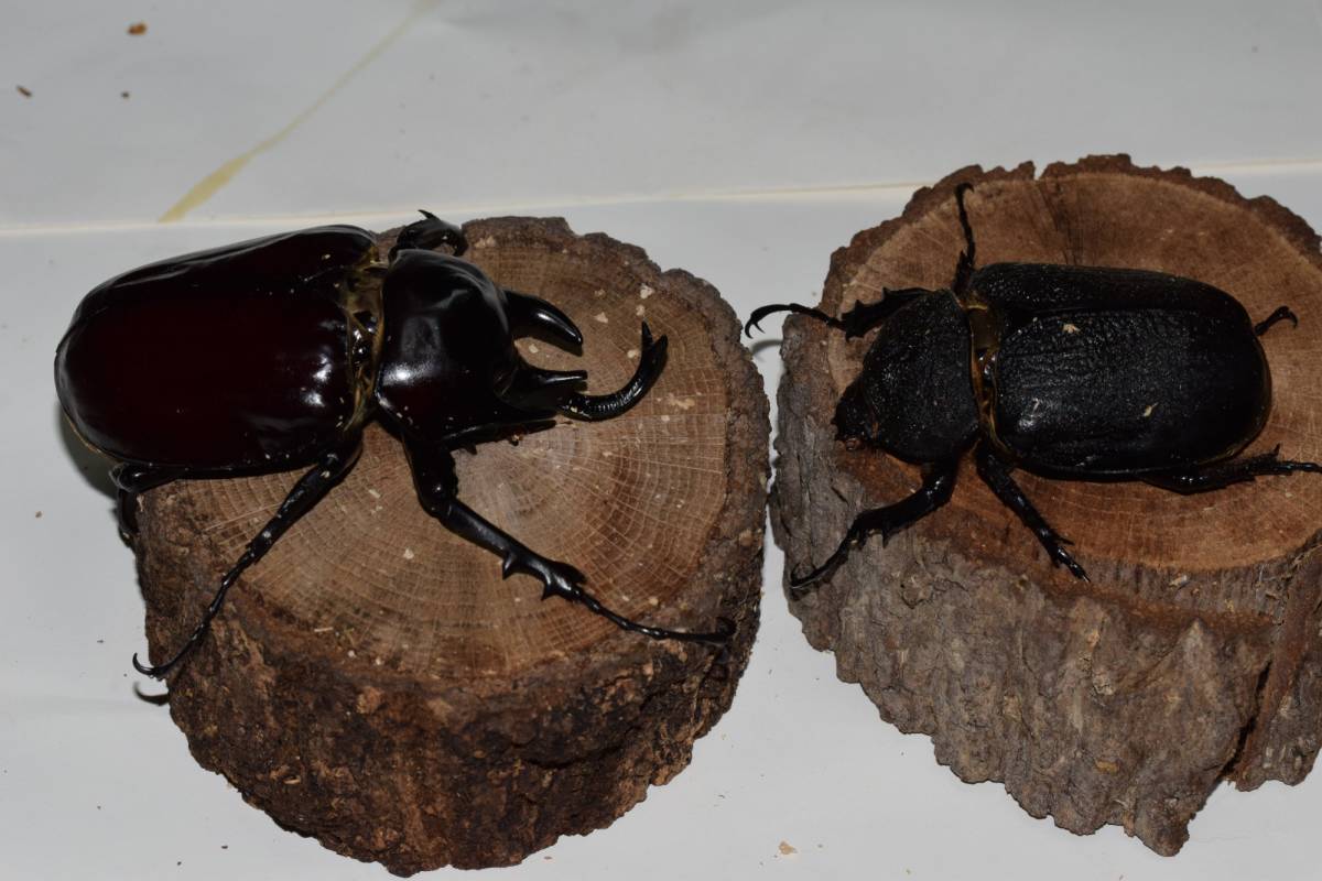 アクティオンゾウカブト　♂99（B品）　♀76　ペア　_7