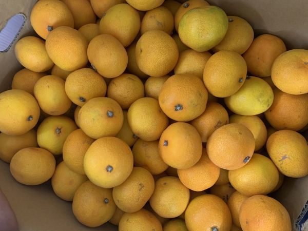 送料無料！　熊本県産　家庭用　みかん　約20kg