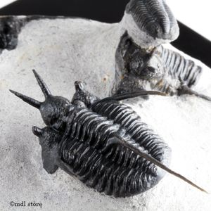 ふじ　三葉虫 三葉虫 化石のYahoo!オークション(旧ヤフオク!)の相場・価格を見る