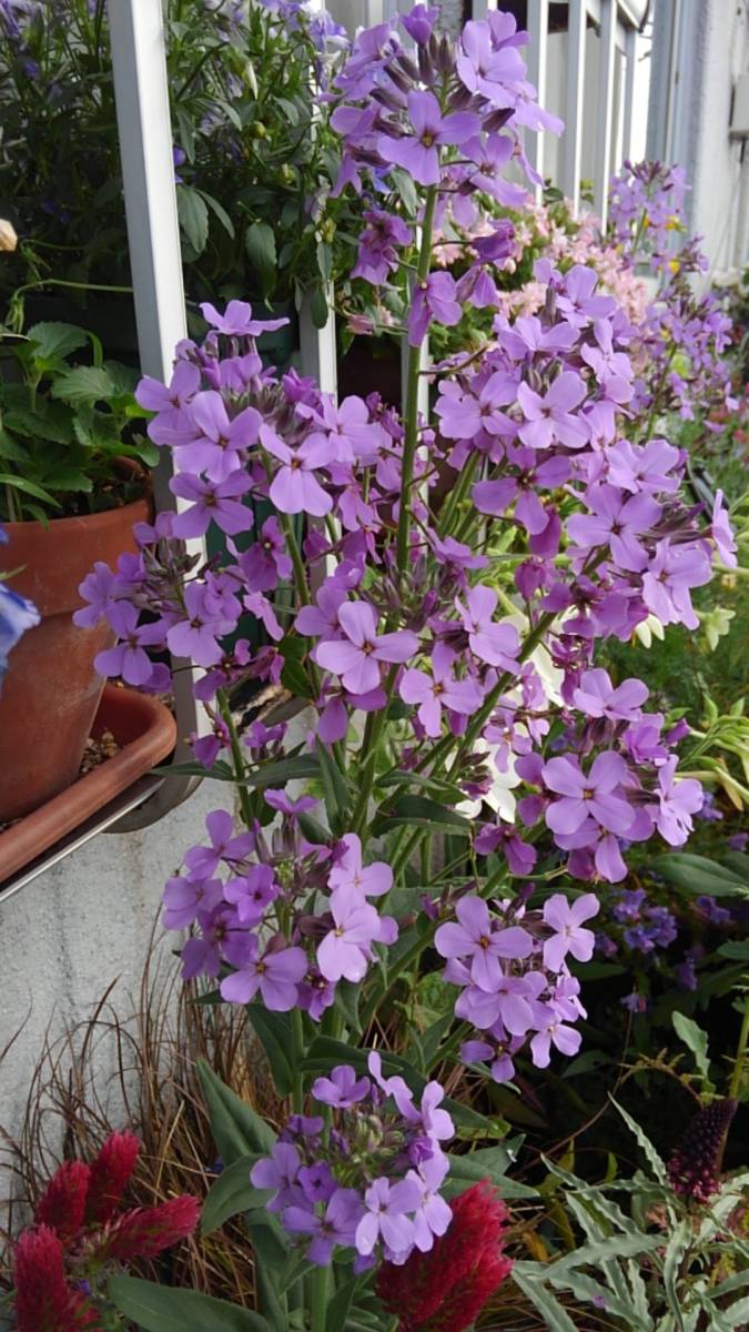 ヘスペリス・マトロナリス　★30粒_2