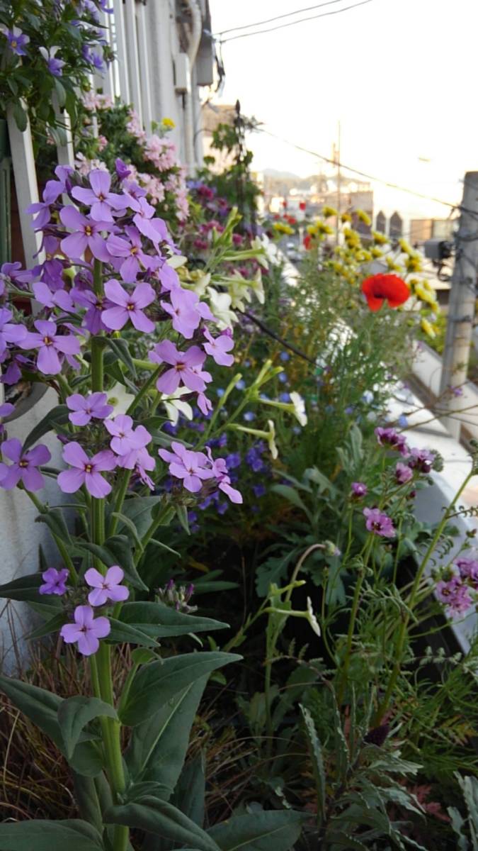 ヘスペリス・マトロナリス　★30粒_3