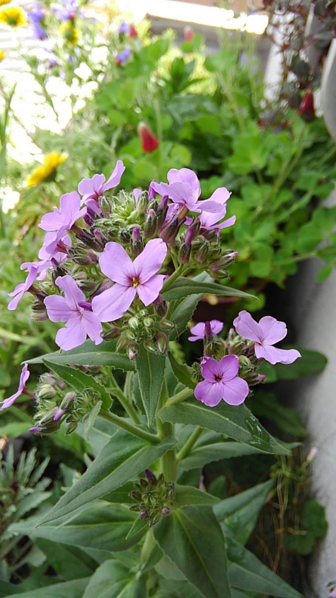 ヘスペリス・マトロナリス　★30粒_4