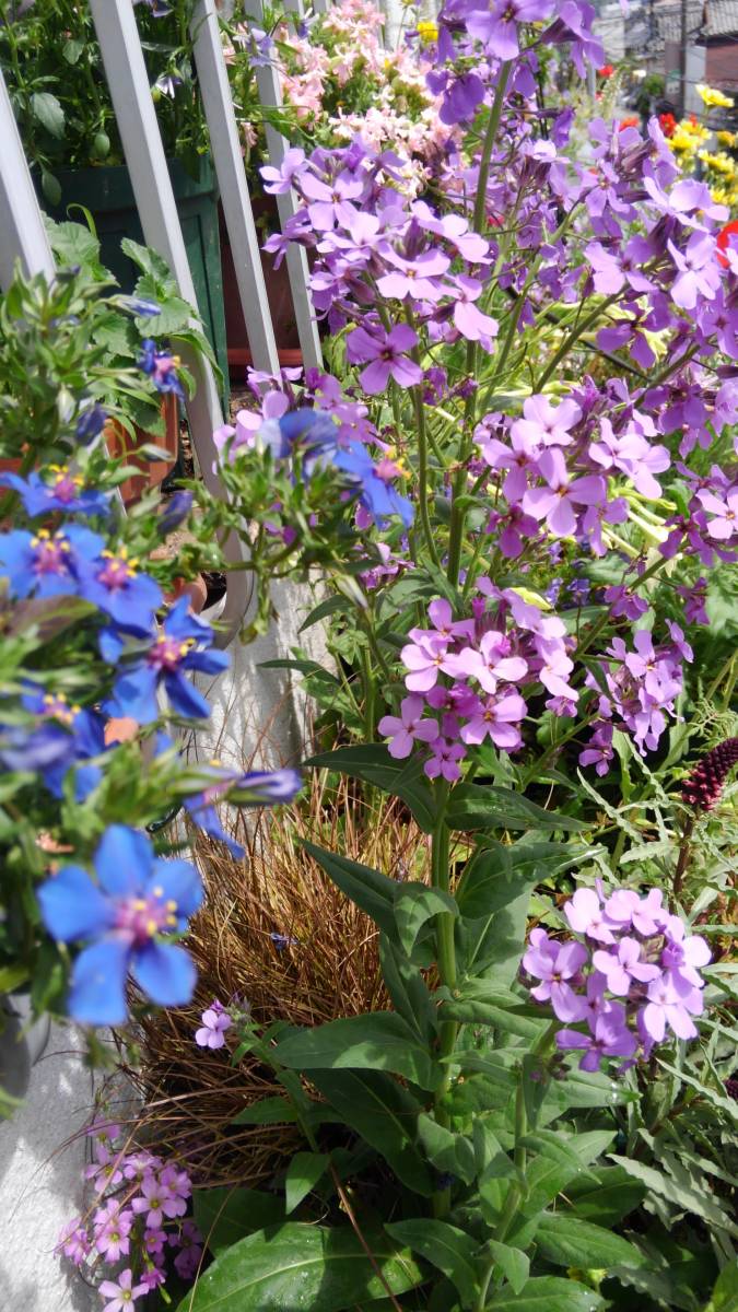 ヘスペリス・マトロナリス　★30粒_5