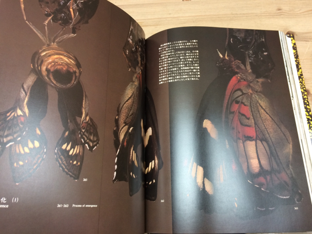 日本アルプスの蝶+安曇野 田淵行男写真文集 CGB1357 | 田淵行男