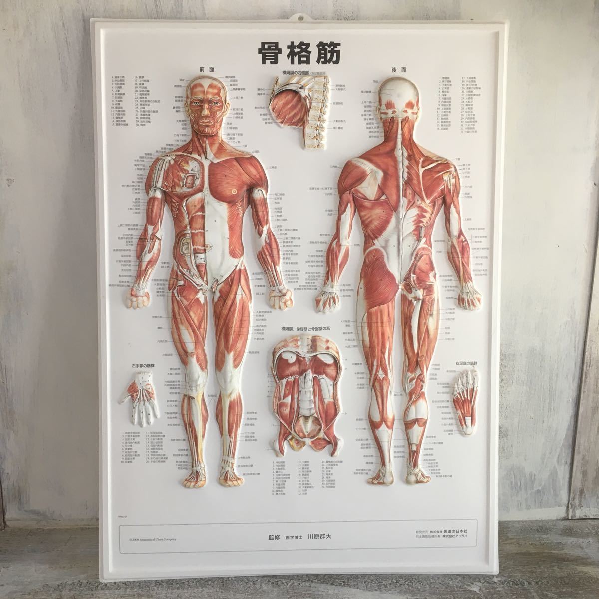 整体 カイロ 鍼灸 整骨 鍼灸経絡経穴パネル 医道の日本社 骨格筋(医学一般)