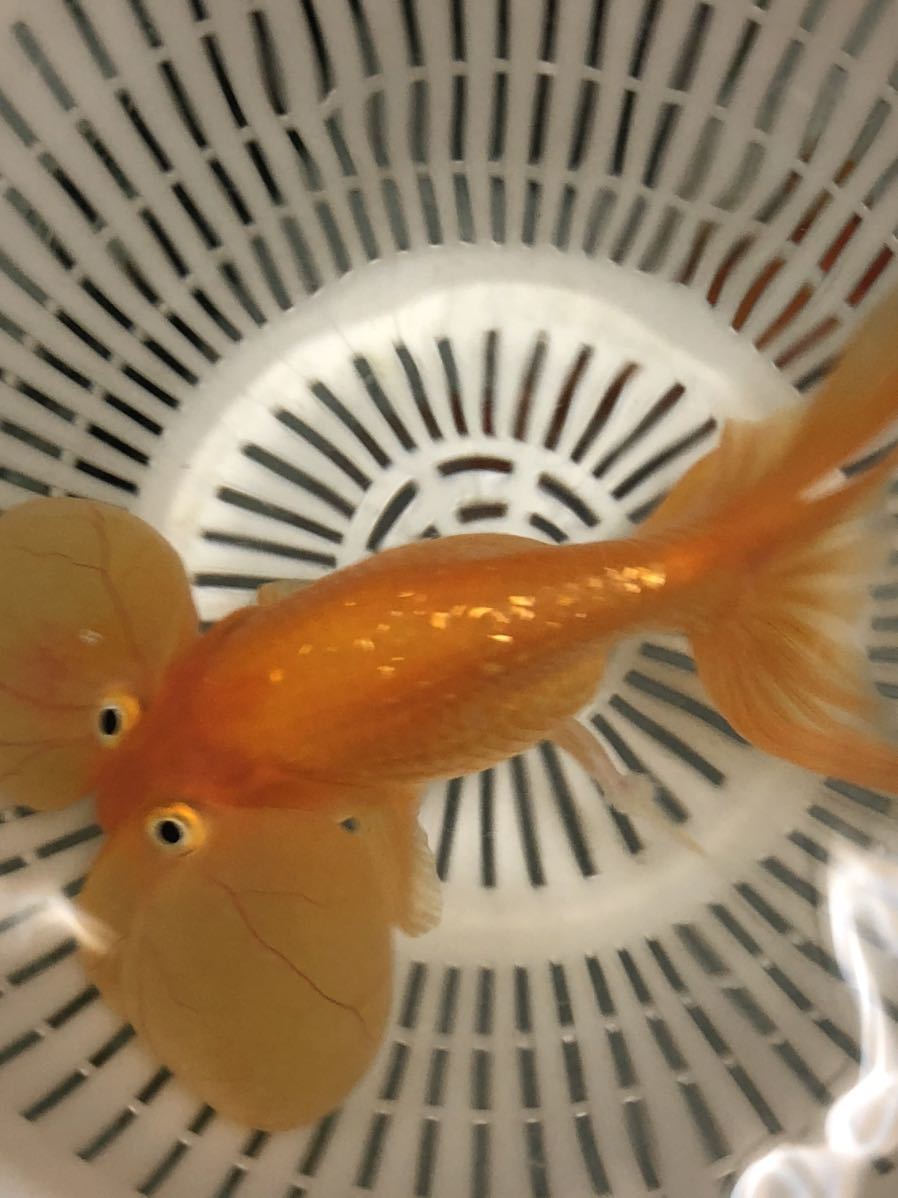 新作登場，豊富な 水泡眼 LLサイズ(金魚)｜売買されたオークション情報、yahooの商品情報をアーカイブ公開 - オークファン その他