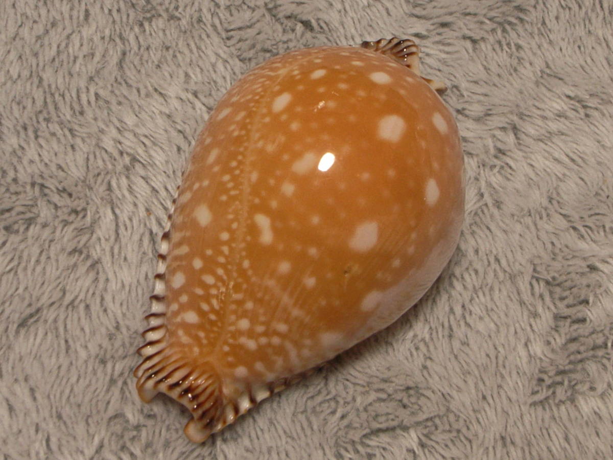 c803075551.1