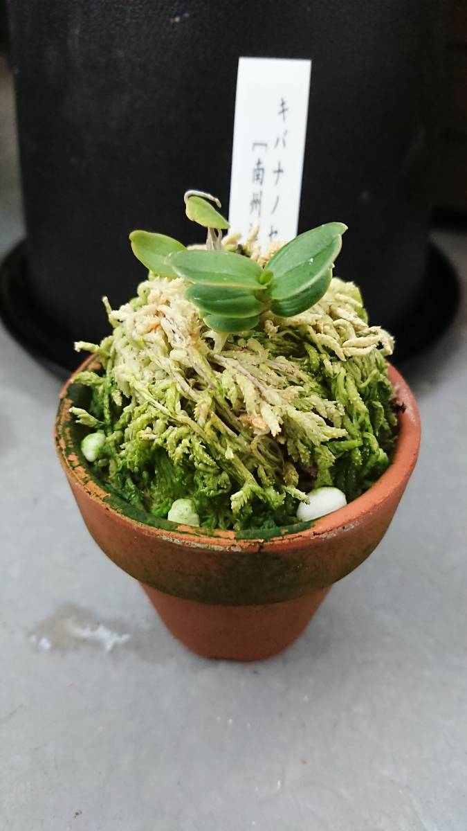 山野草 キバナノセッコク 銘品 [南洲達磨] 【公式通販】