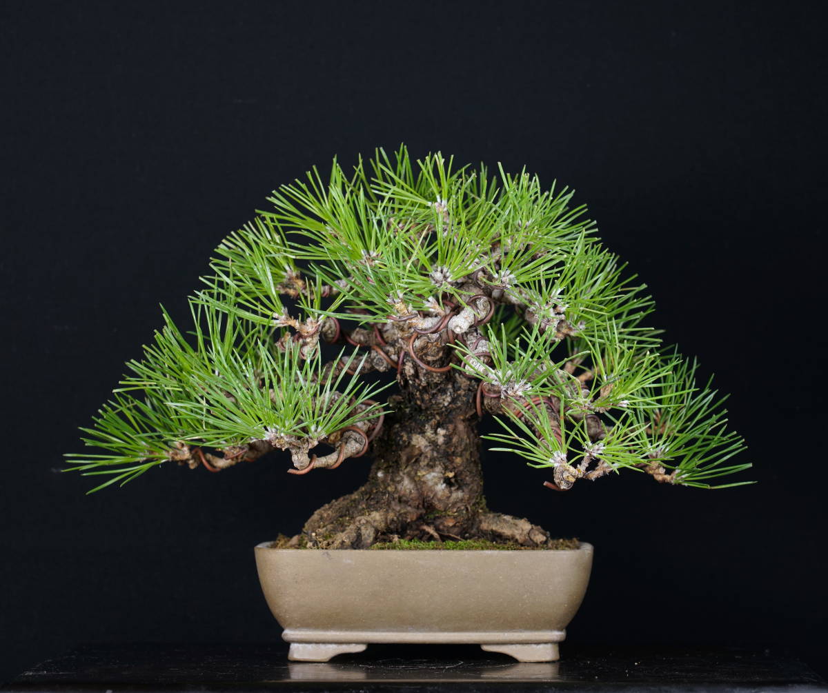 黒松 端正な樹姿 極古 樹齢40年超 三河黒松 H樹高18cm 黒松 端正な樹姿 極古 樹齢40年超 三河黒松 H樹高18cm