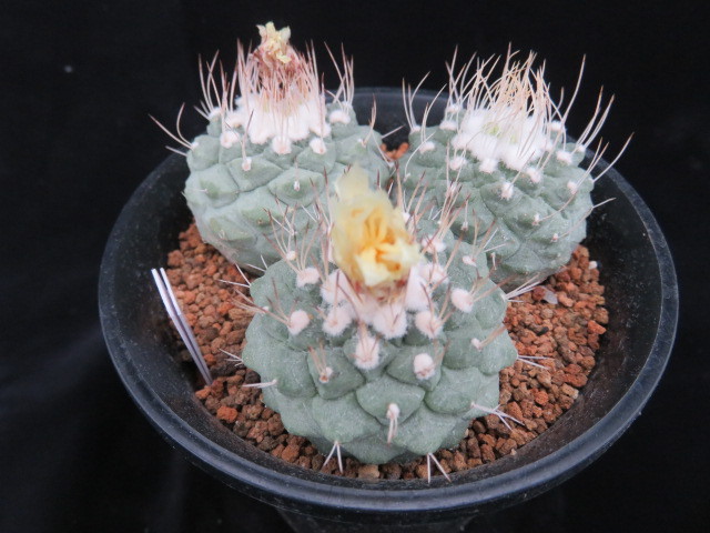 14.菊水 3苗 サボテン 多肉植物