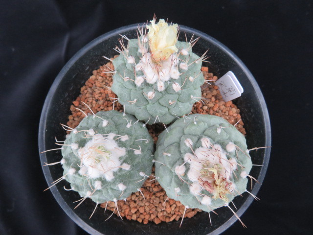 14.菊水 3苗 サボテン 多肉植物